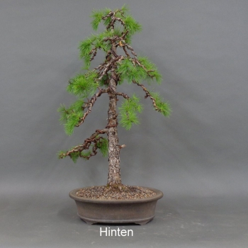 Preview: Larix, Lärche, Bonsai